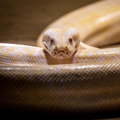 Tijgerpython - De Zonnegloed - Dierenpark - Dieren opvangcentrum - Sanctuary